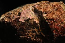 Attēlu rezultāti vaicājumam “Hildenbrandia rivularis”