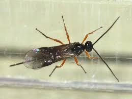 Attēlu rezultāti vaicājumam “Andricus quercuscorticis”