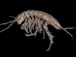 Attēlu rezultāti vaicājumam “Crustacea”