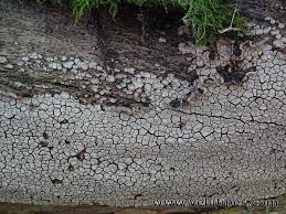 Attēlu rezultāti vaicājumam “Xylobolus frustulatus”