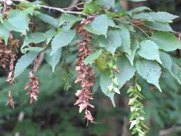 Attēlu rezultāti vaicājumam “Carpinus caroliniana female flower”