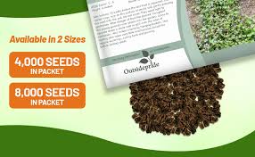 Attēlu rezultāti vaicājumam “Saxifraga cymbalaria fruit”