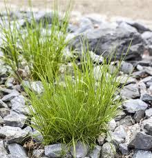 Attēlu rezultāti vaicājumam “Melica nutans”