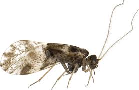 Attēlu rezultāti vaicājumam “Psocoptera”