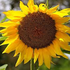 Attēlu rezultāti vaicājumam “Helianthus annuus flower”