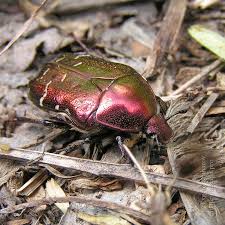 Attēlu rezultāti vaicājumam “Cetonia aurata imago”