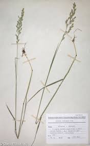 Attēlu rezultāti vaicājumam “Festuca pratensis”