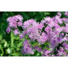 Attēlu rezultāti vaicājumam “Thalictrum aquilegifolium”