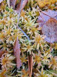 Attēlu rezultāti vaicājumam “Sphagnum angustifolium”