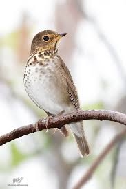 Image result for Catharus ustulatus