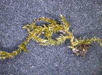 Attēlu rezultāti vaicājumam “Eurhynchiastrum pulchellum”