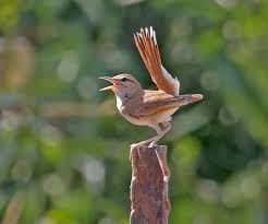 Image result for Cercotrichas galactotes