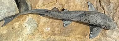 Image result for Triakis megalopterus