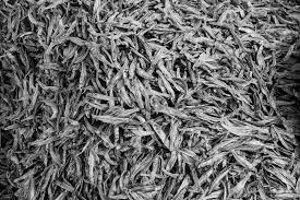 Attēlu rezultāti vaicājumam “Charales”