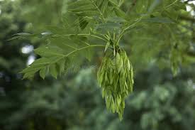 Attēlu rezultāti vaicājumam “Fraxinus excelsior fruit”