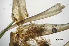 Attēlu rezultāti vaicājumam “Dicranum flagellare”