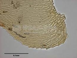 Attēlu rezultāti vaicājumam “Campylium chrysophyllum”