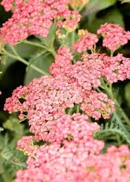 Image result for Lychnis chalcedonica `Dusky Salmon`