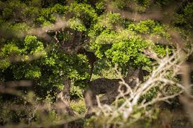 Image result for Яла заповедник