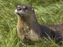 Image result for Eltham Otters