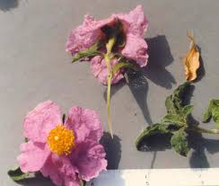 Attēlu rezultāti vaicājumam “Cistaceae”