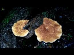 Attēlu rezultāti vaicājumam “Polyporus tuberaster”