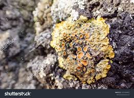 Attēlu rezultāti vaicājumam “Lecanora chlarotera”