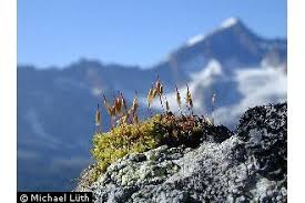 Attēlu rezultāti vaicājumam “Encalypta”