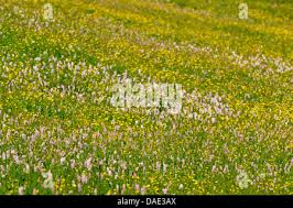 Attēlu rezultāti vaicājumam “Bistorta major leaf”