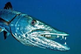Image result for Sphyraena barracuda