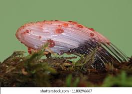Attēlu rezultāti vaicājumam “Stemonitis fusca var. nigrescens macro”