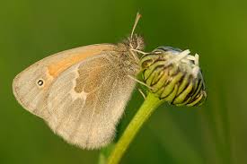 Attēlu rezultāti vaicājumam “Coenonympha tullia”