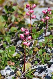 Attēlu rezultāti vaicājumam “Pyrola minor bud”