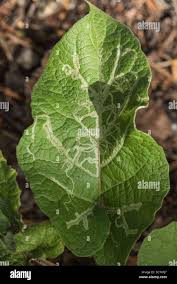 Attēlu rezultāti vaicājumam “Phytomyza minuscula”