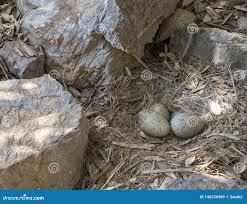 Attēlu rezultāti vaicājumam “Larus argentatus nest”