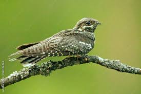 Attēlu rezultāti vaicājumam “Caprimulgus europaeus”