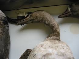 Attēlu rezultāti vaicājumam “Anser albifrons”