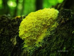 Attēlu rezultāti vaicājumam “Fuligo septica var. rosea young”