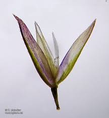 Attēlu rezultāti vaicājumam “Agrostis capillaris”