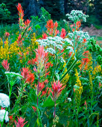 Attēlu rezultāti vaicājumam “Libanotis montana flower”