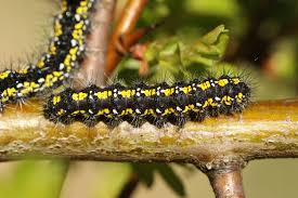 Attēlu rezultāti vaicājumam “Callimorpha dominula”