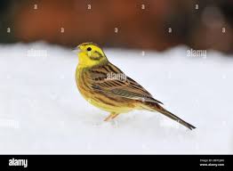 Attēlu rezultāti vaicājumam “Emberiza citrinella male”