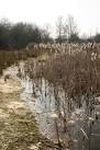 Last year's reedmace, Thompson - via Daymix