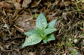 Attēlu rezultāti vaicājumam “Goodyera repens bud”