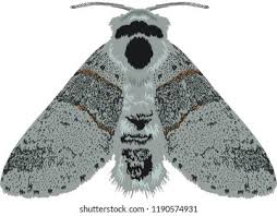 Attēlu rezultāti vaicājumam “Furcula bifida”