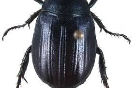 Attēlu rezultāti vaicājumam “Anomala dubia”