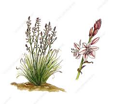 Image result for Asphodelus fistulosus