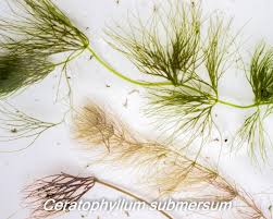 Attēlu rezultāti vaicājumam “Ceratophyllum submersum leaf”