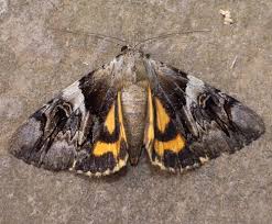 Attēlu rezultāti vaicājumam “Catocala fulminea”