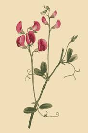 Attēlu rezultāti vaicājumam “Lathyrus sylvestris fruit”